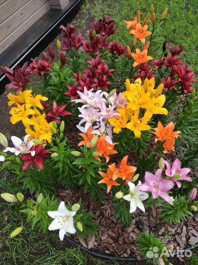 Лилии луковицы