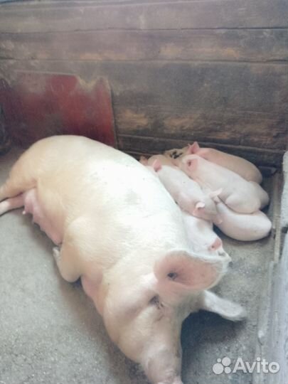 Поросята ландрас с белой