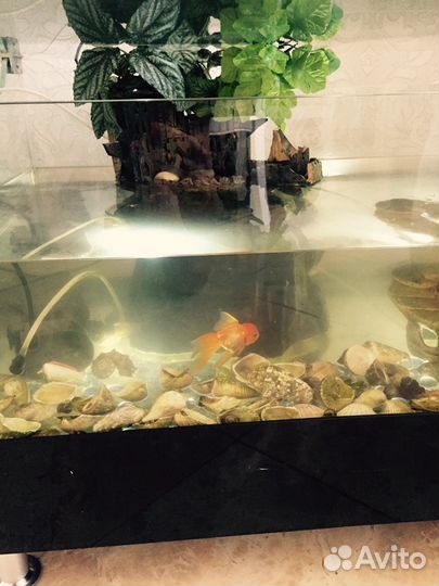 Аквариум