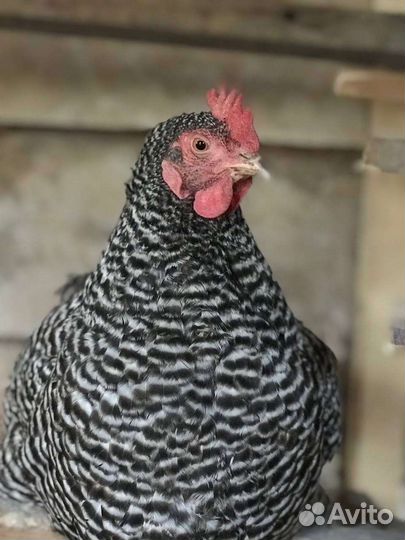 Инкубационное яйцо Амрокс и Кучинская Юбилейная