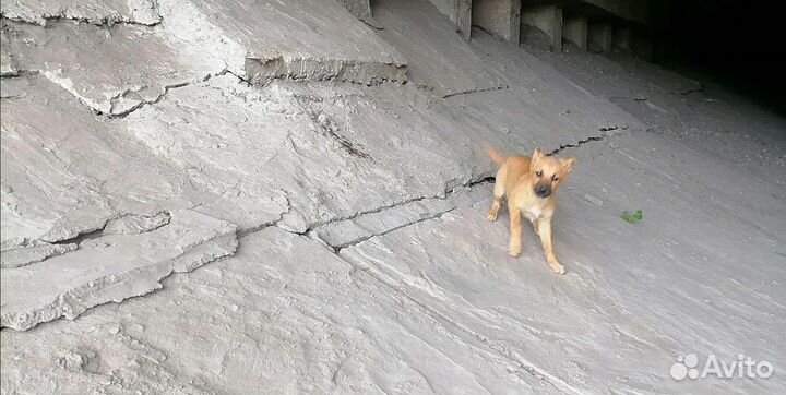 Щенки мальчики