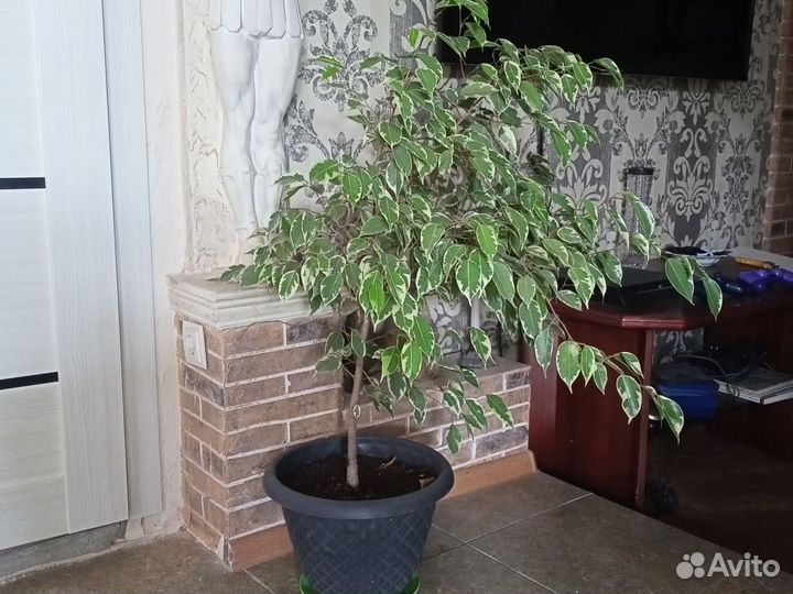 Фикус бенджамина