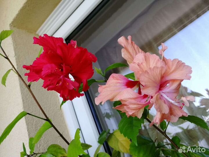 Гибискус китайская роза