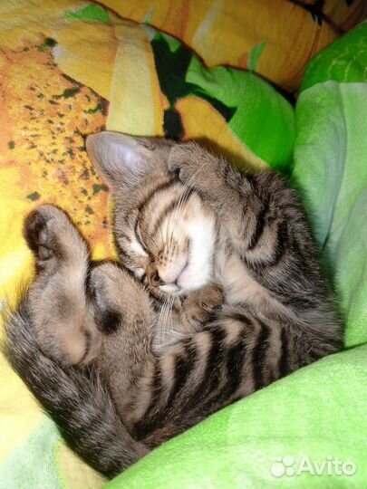 Отдам кошечку