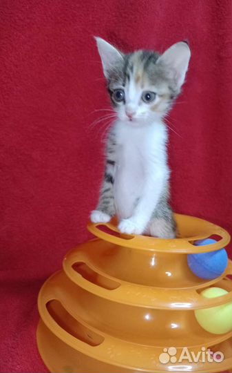 Трехцветный котенок девочка