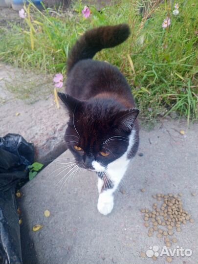 Кошечка брошенка