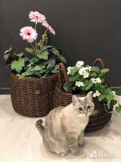 Кашпо для цветов