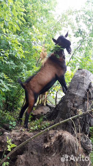 Продам козлика