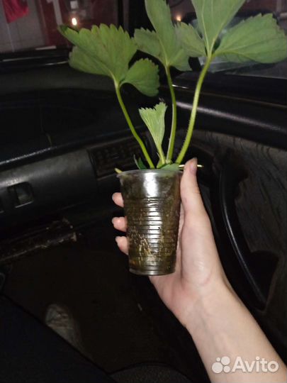 Рассада клубники Азия