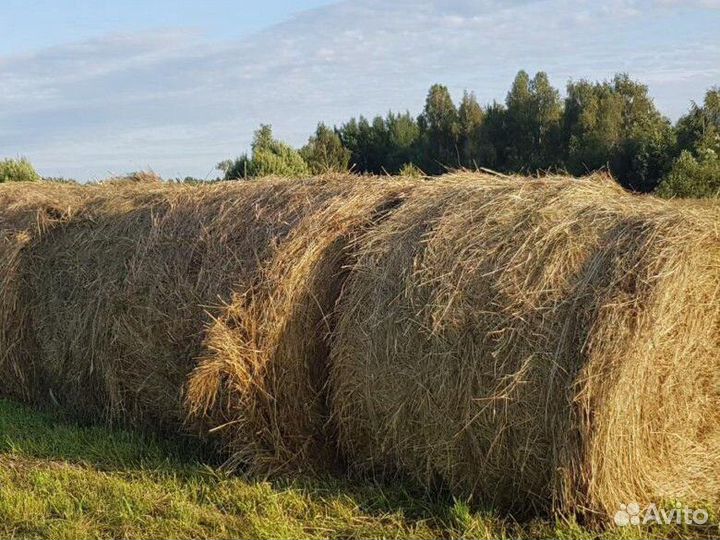 Сено в рулонах