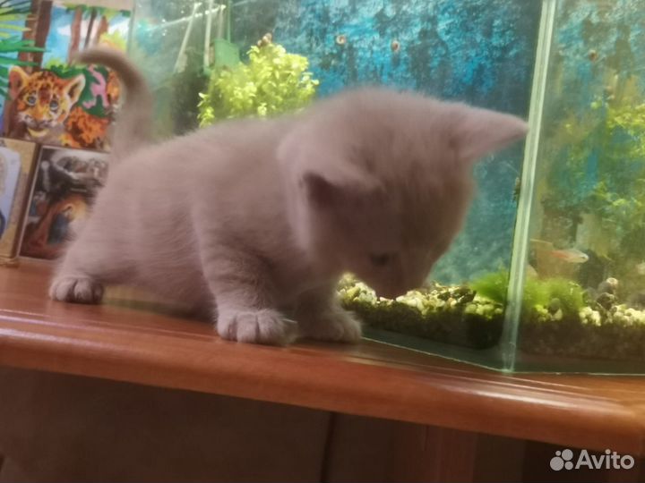 Котенок бесплатно