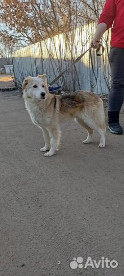 Белочка ищет дом и хозяина