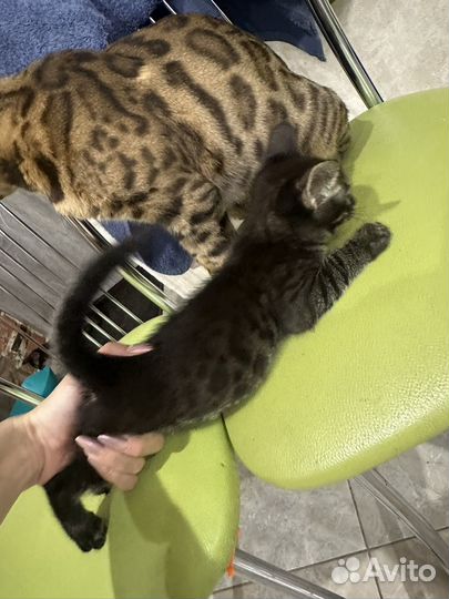 Котята в добрые руки даром