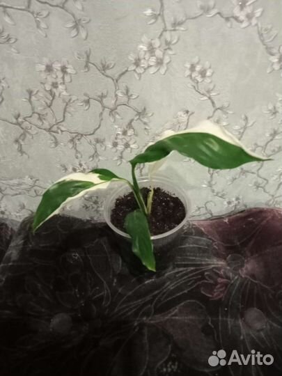 Пеларгония герань