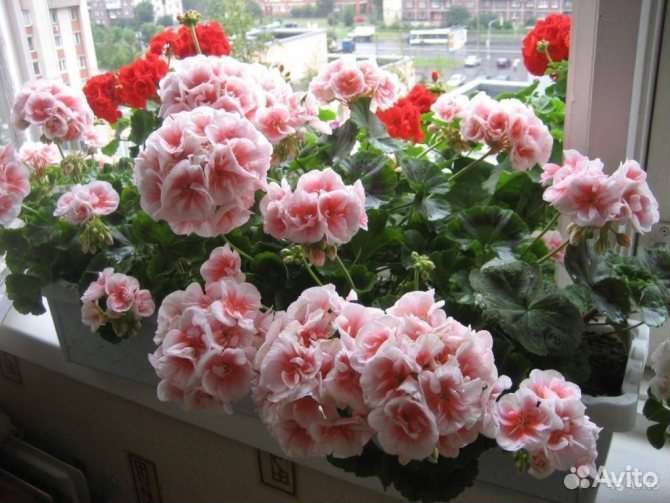 Пеларгония (герань)