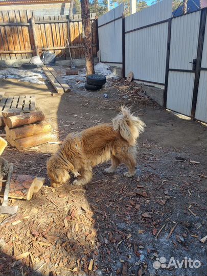 На вязку ищу подругу