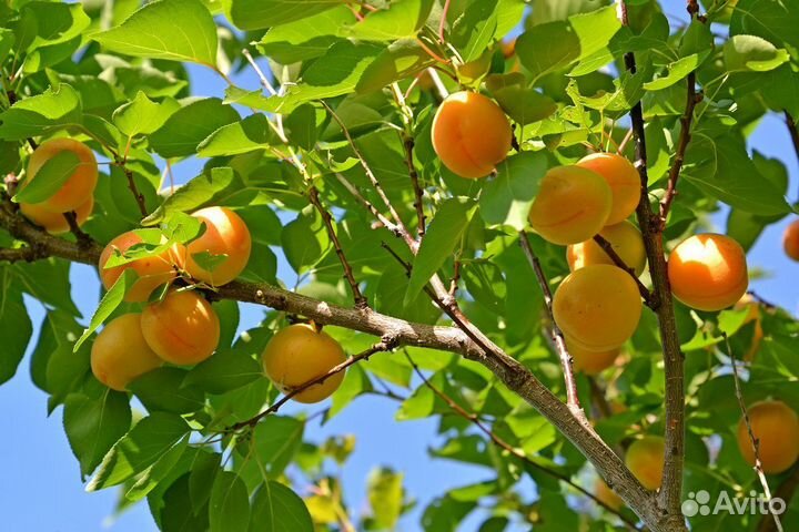 Саженцы абрикос разные сорта (предзаказ)