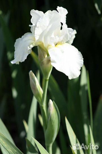 Саженцы,цветы,плющ,молочай миля