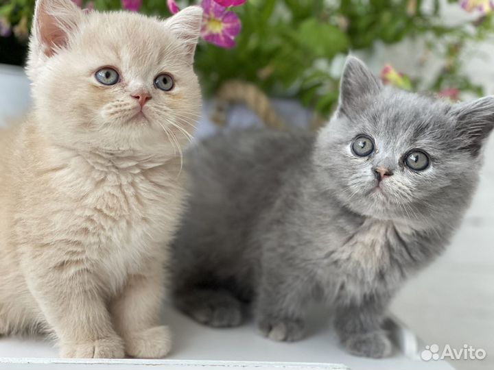 Британская