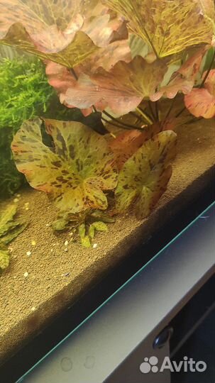 Улитки,красная нимфея