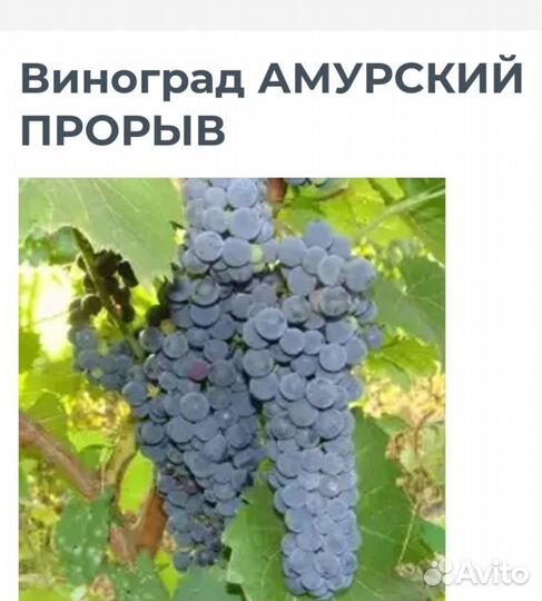 Саженцы винограда фото 20.04.24 г