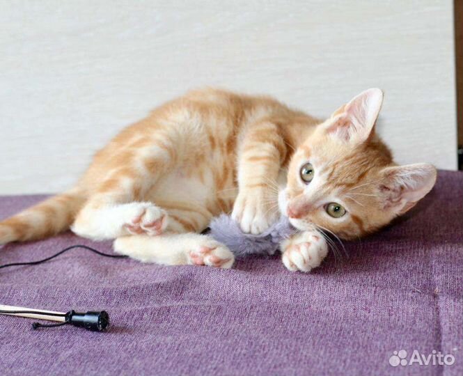 Рыжие котята