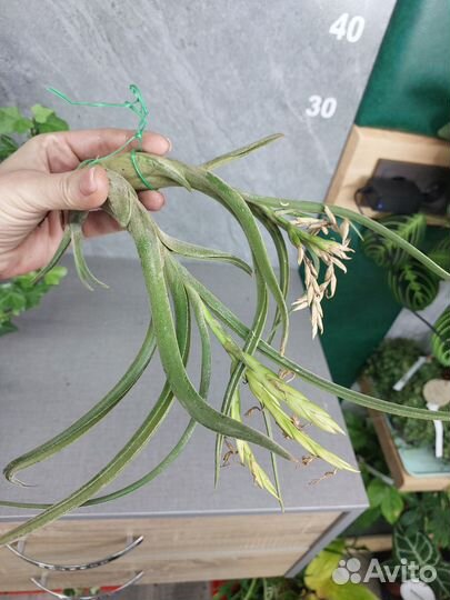 Тилландсия