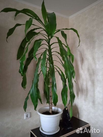 Пальма юкка