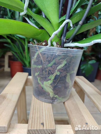 Орхидея фаленопсис Осенний ветер