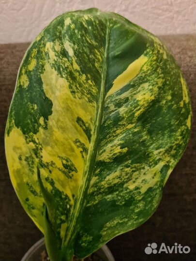 Диффенбахия с жёлтой вариегатностью