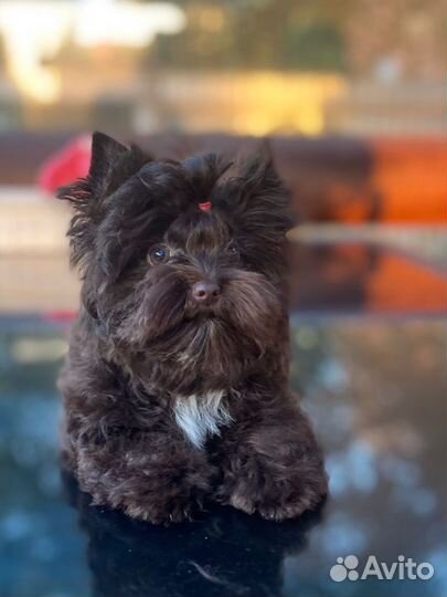 Цветные Йорки, шоколад, бивер