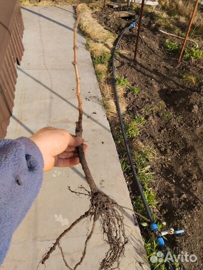 Саженцы и черенки винограда