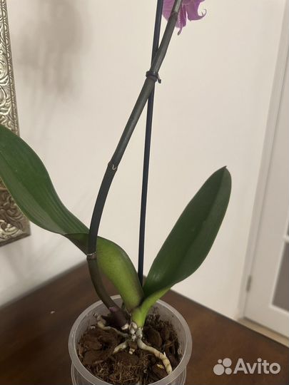 Орхидея биг лип