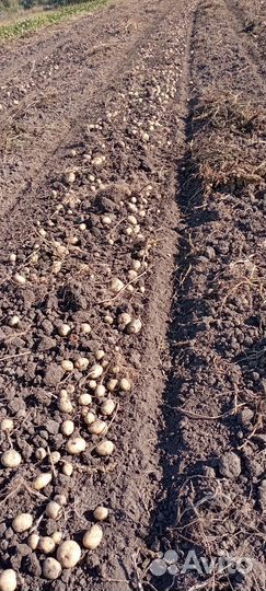 Картофель крупный