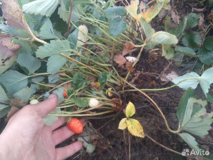 Рассада ремонтантной клубники