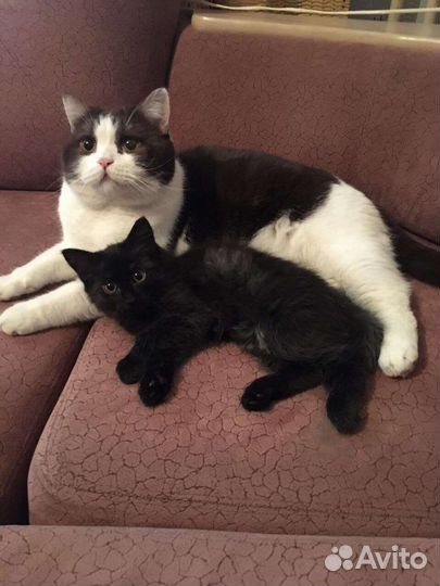 Кошки породистые бесплатно