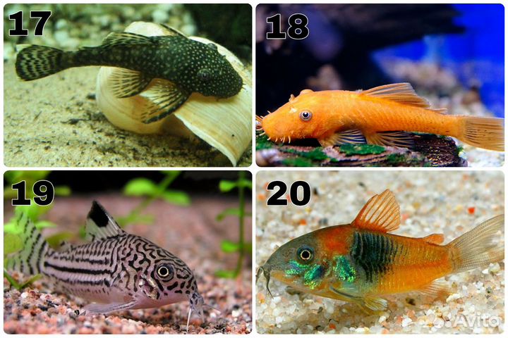 Аквариумные рыбки. Обновление от 14.05.24