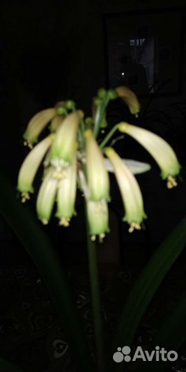 Кливия Гардена жёлтая