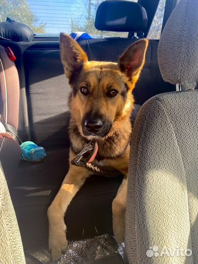 Щеночек в добрые руки