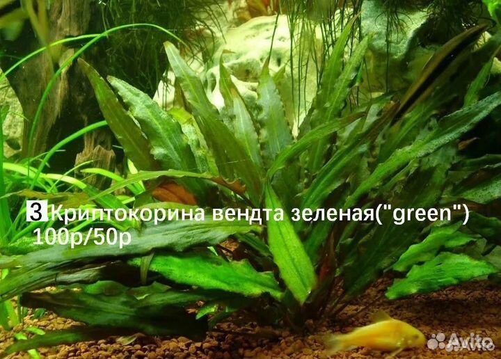 Аквариумные растения