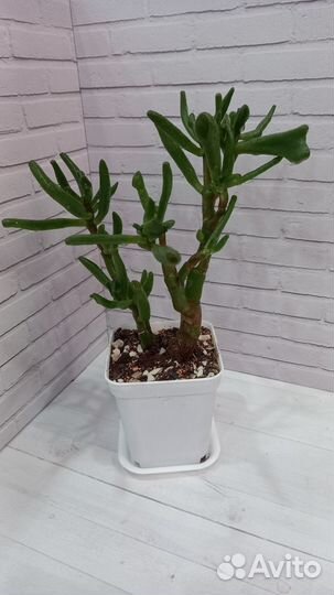 Крассула хоббит