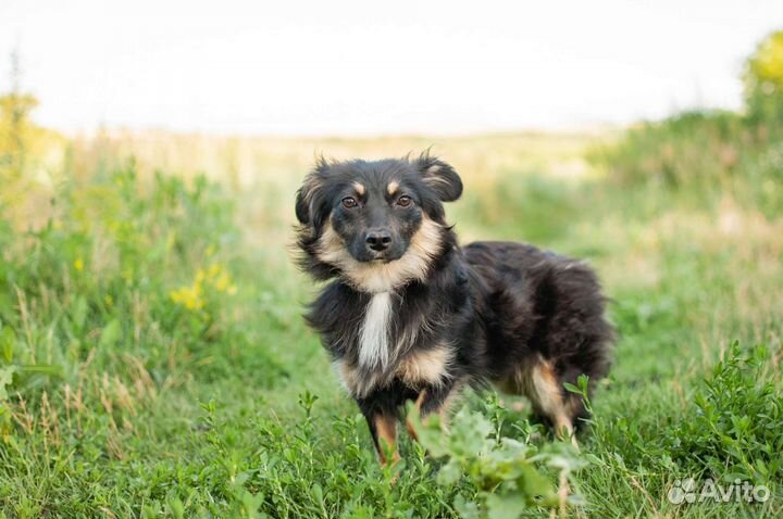 Собака из приюта в добрые руки