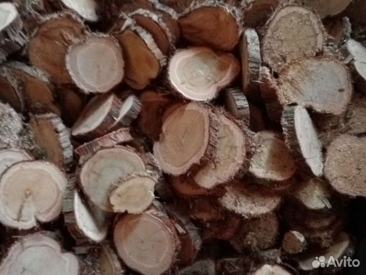 Спилы срезы можжевельника