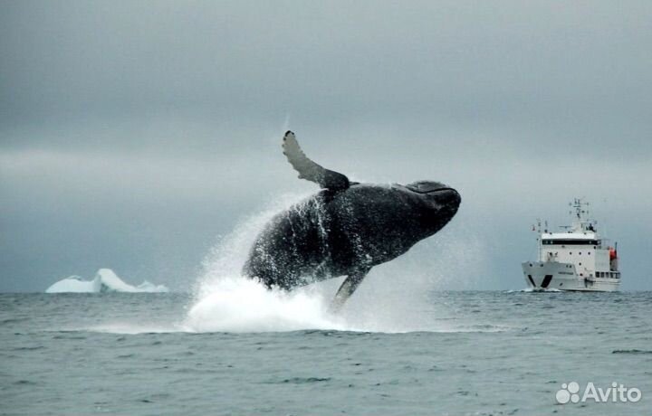 К китам в Териберку