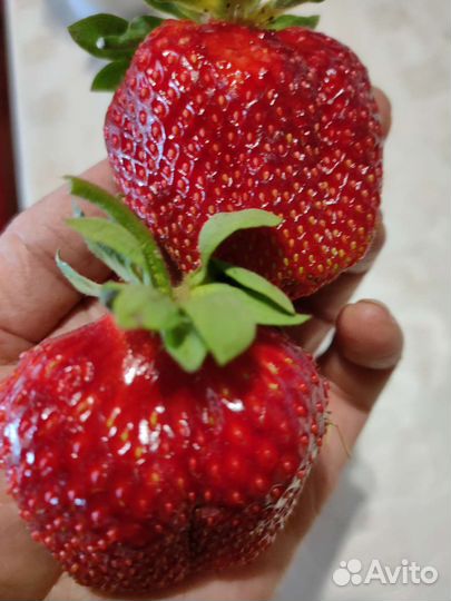 Рассада клубники