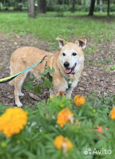 Собака в добрые руки