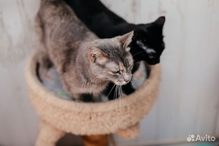Кошка Гулёна ищет дом
