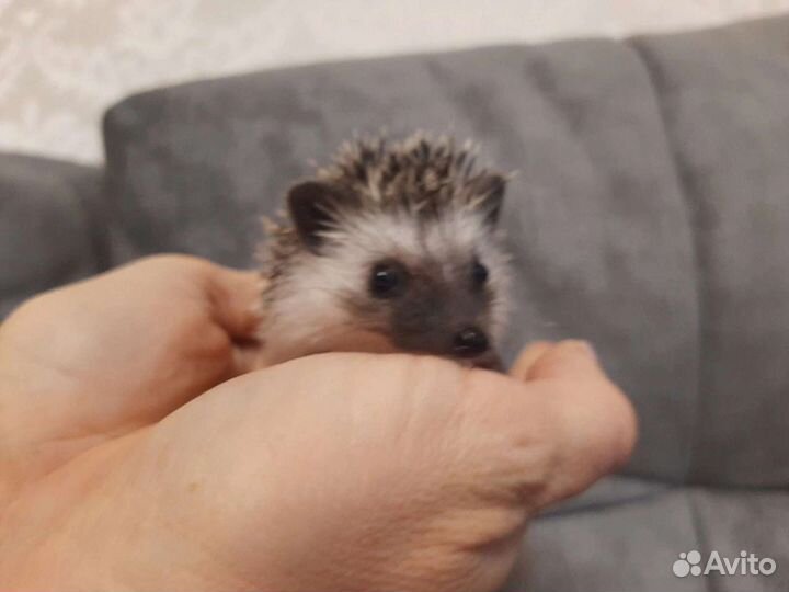 Африканский ежик