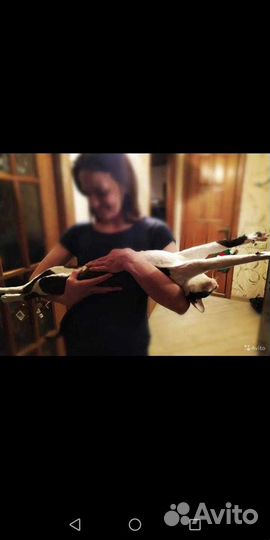 И молодой и холостой. Вязка