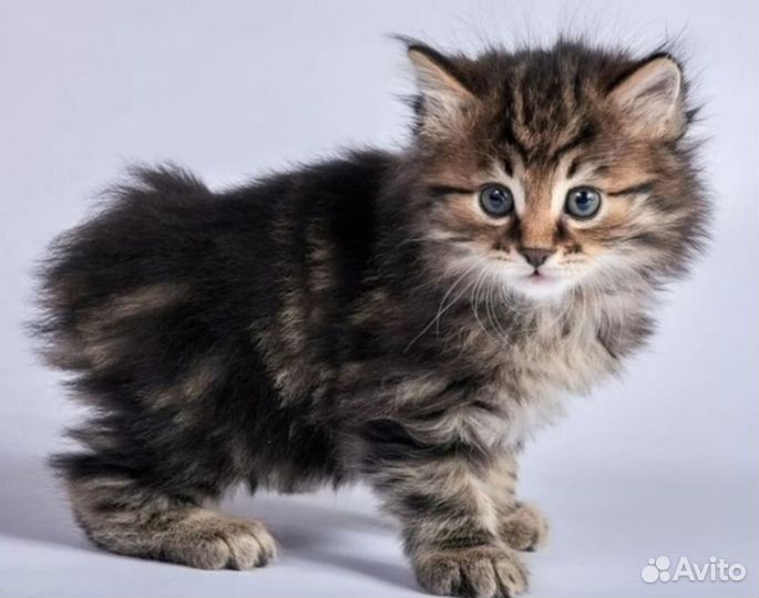 Курильский бобтейл котята